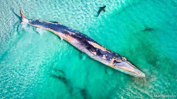 Bầy cá mập vây quanh xác một con cá voi gần bờ ở Tây Úc - Ảnh: MAT BEETSON