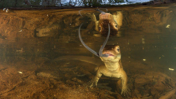 Con thằn lằn ở sông Adelaide và hình ảnh phản chiếu của nó - Ảnh: ETIENNE LITTLEFAIR