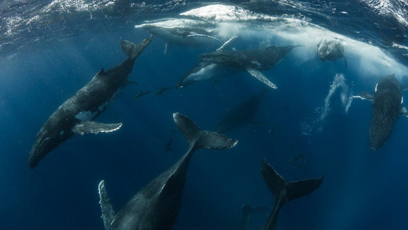Những con cá voi lưng gù bơi qua bầy cá heo đi tìm bạn tình ở vùng biển ngoài khơi Tonga - Ảnh: SCOTT PORTELLI