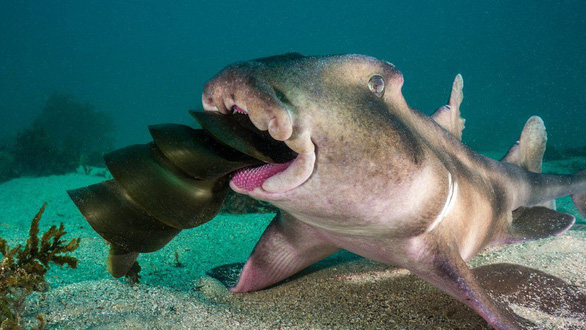 Một con cá mập sừng mào đang ăn trứng của loài cá mập khác - Ảnh: PETE MCGEE