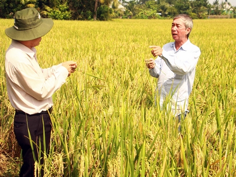 Dự án củng cố và nâng cao năng lực cho hệ thống nhân giống lúa thuần mang lại hiệu quả kinh tế, hiệu quả xã hội lớn.