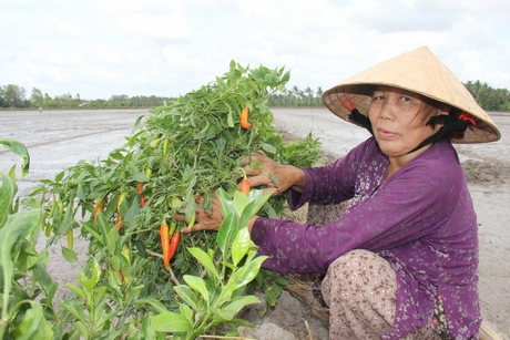 Cô Chín trồng hoa màu trên bờ ruộng, giúp tăng thu nhập cho gia đình.