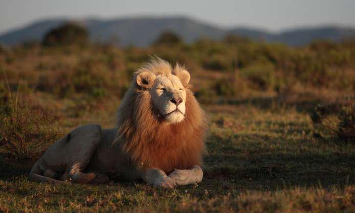 Sư tử trắng tận hưởng những tia nắng ấm áp của thiên nhiên hoang dã châu Phi.