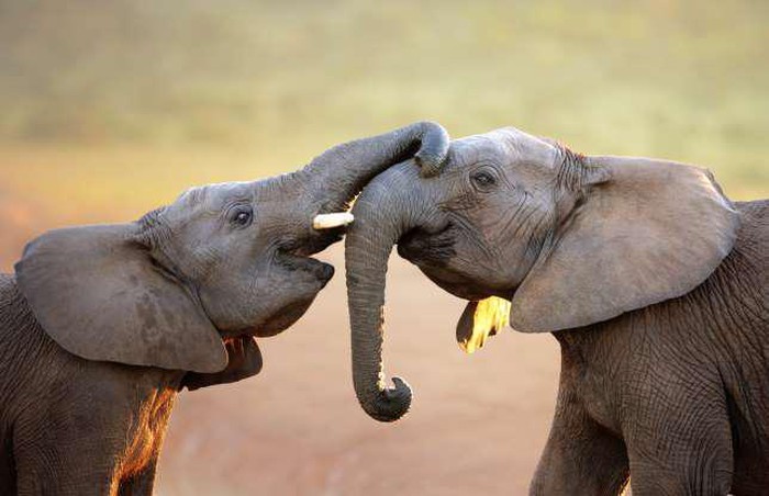 Cảnh tượng 2 chú voi đáng yêu đang đùa nghịch với nhau.