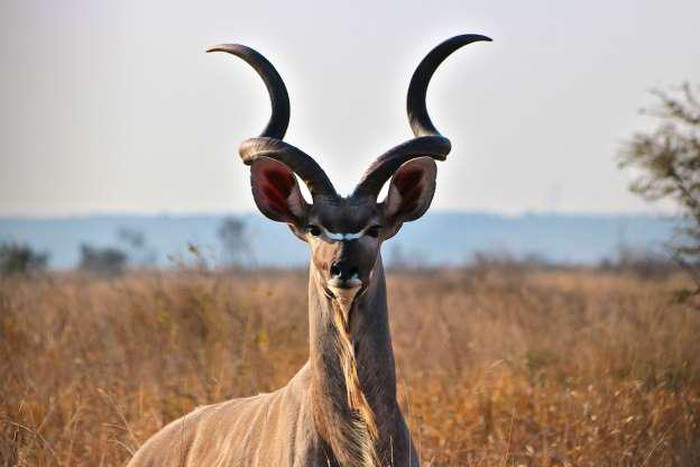 Một chú linh dương kudu ở châu Phi với cặp sừng dài tuyệt đẹp.