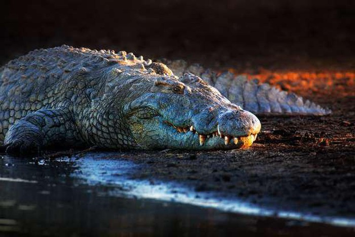 Cận cảnh vẻ ngoài của một chú cá sấu sông Nile./
