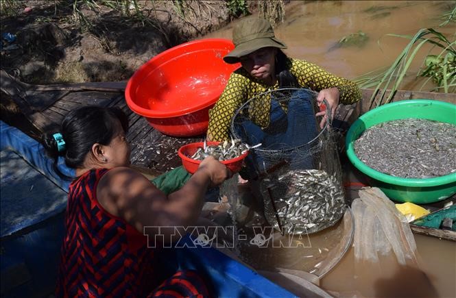 Gia đình chị Hồng Thị Hường, xã Thường Thới Hậu A, huyện Hồng Ngự, tỉnh Đồng Tháp, thu hoạch được hơn 90 ký cá mồi và hơn 6 kg cá linh non. 