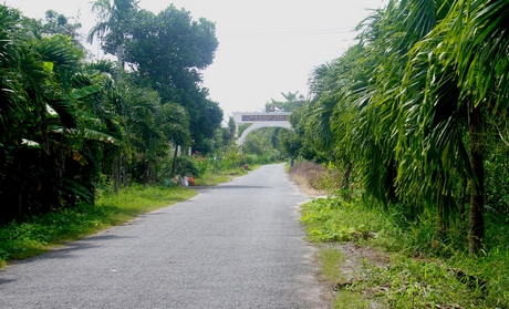 Đường liên xã Lục Sĩ Thành- Phú Thành rất thuận tiện và cảnh quan hai bên đường mát rượi những vườn cây.