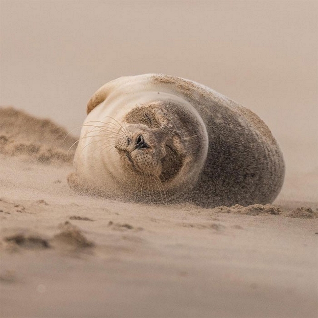Con hải cẩu nằm lăn trên cát với vẻ mặt khoái trá - Ảnh: Dick van Duijn