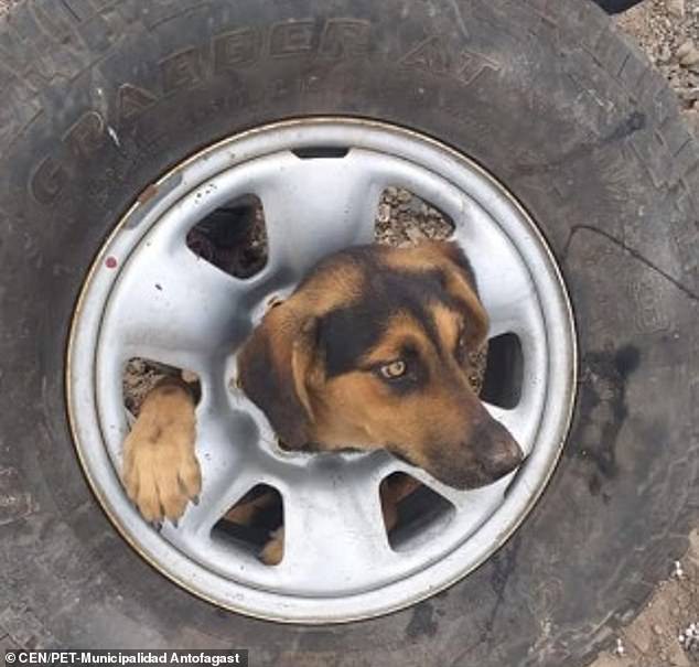 ​  Con chó cái 8 tháng tuổi bị kẹt trong bánh xe. Ảnh: CEN/PET-Municipalidad Antofagast