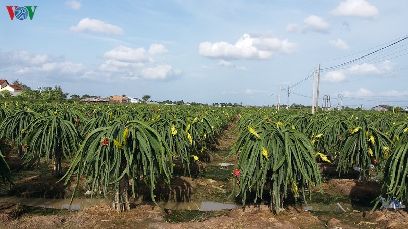 Vườn thanh long tại tỉnh Tiền Giang tươi tốt đón nhận mùa bội thu.