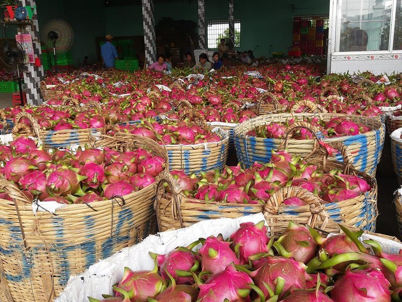 Nhà vườn huyện Chợ Gạo, Tiền Giang thu hoạch trái thanh long ruột trắng bán giá cao