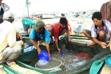 Chợ cá đồng thượng nguồn sôi động mua bán khi con nước đổ về.