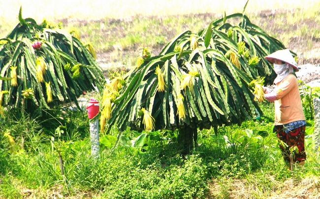Một số giống cây mới ở xã Tân Thành: mít Thái siêu sớm, thanh long.