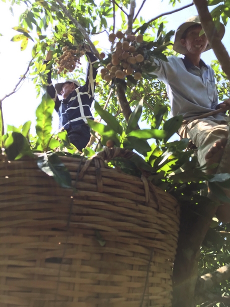 Một buổi hái nhãn của 4 lao động nam tại vườn nhà anh Nguyễn Văn Danh.