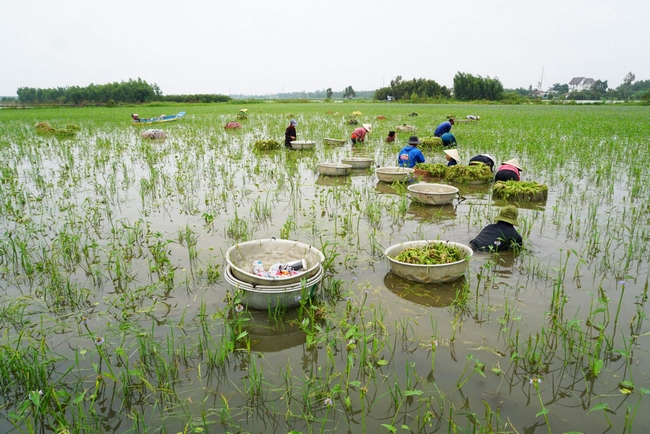 Ruộng hẹ nước tại ấp 5, xã Tân Lập được chủ động bơm nước vào từ tháng 6 Âm lịch - trước khi lũ về để “dụ