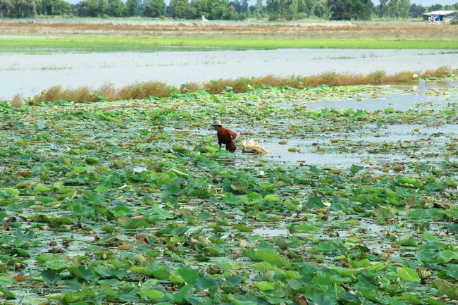 Cánh đồng huyện Tân Thạnh (Long An) nước đã lên, nhưng còn thấp.