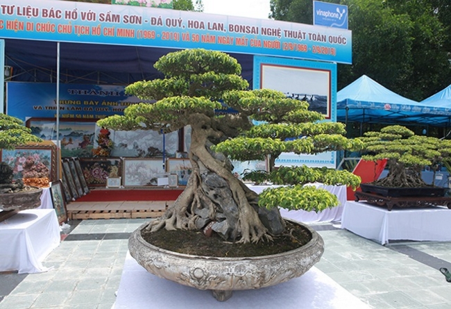 Tại triển lãm đá quý, hoa lan và bon sai toàn quốc TP Sầm Sơn (Thanh Hóa), tác phẩm sanh có tên “Huyền phượng vũ” có giá trị nhất cả về nghệ thuật cũng như giá tiền.