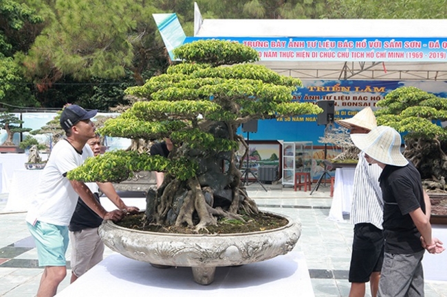 Được giới thiệu là cây sanh triệu USD nên nhiều du khách, giới chơi cây muốn nhìn tận mắt, sờ tay để cảm nhận giá trị của cây