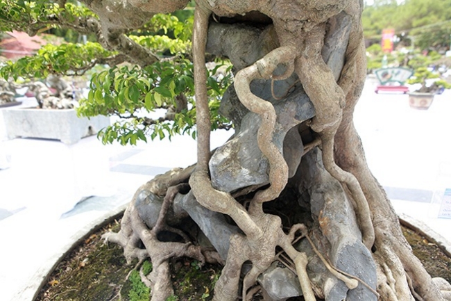 Chủ nhân của tác phẩm cho biết, cây có nguồn gốc ở Ninh Bình nổi bật bởi vẻ đẹp u bướu, cổ kính nhưng nhìn lại rất mịn màng. Cây được làm theo dáng “Huyền phượng vũ”, với bông tán xòe rộng, mềm mại như đám mây trên núi