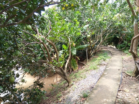 Những cung đường đẹp giữa vườn cây và bến sông.