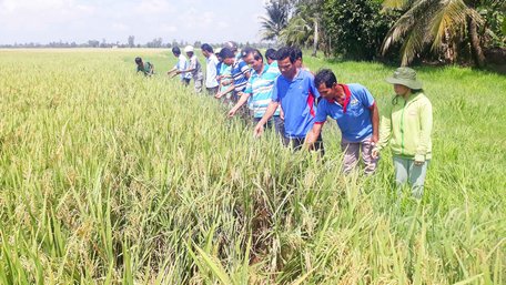 Nhiều hộ dân ở ấp Cần Súc (Loan Mỹ- Tam Bình) tham quan mô hình sản xuất lúa cấp nguyên chủng.