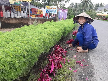  Cô Trần Thị Biết tranh thủ trời dịu mát trồng cây hoa đỏ chạy dài 2 bên đường ngang nhà.