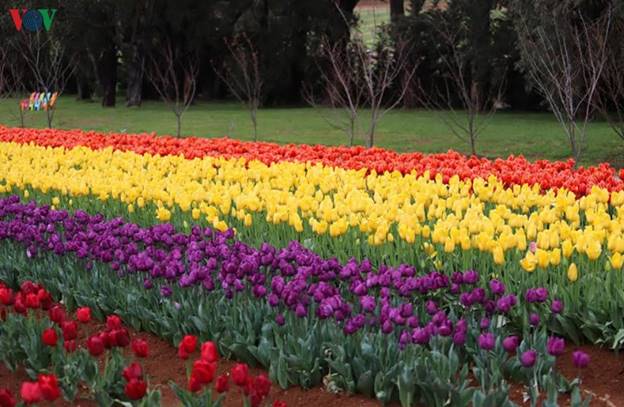 Australia đang bước vào mùa Xuân với muôn hoa khoe sắc ở khắp nơi. Đây cũng là thời điểm mà nhiều nơi tổ chức lễ hội hoa để thu hút du khách tới tham quan.