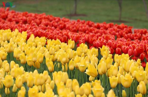 Trong đó, lễ hội hoa tulip Tesselar gần thành phố Melbourne là một địa chỉ thu hút nhiều du khách tới tham quan.