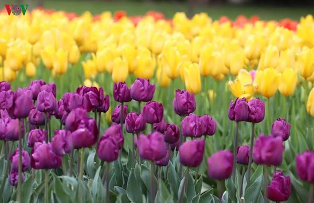 Lễ hội hoa tulip Tesselar một trong những lễ hội hoa lớn nhất và nổi tiếng của Australia diễn ra trong khoảng 1 tháng, thường từ giữa tháng 9 cho tới trung tuần tháng 10 hàng năm.    Vì sự độc đáo, mỗi năm, lễ hội thu hút hơn 100.000 du khách Australia và nước ngoài tới thăm.
