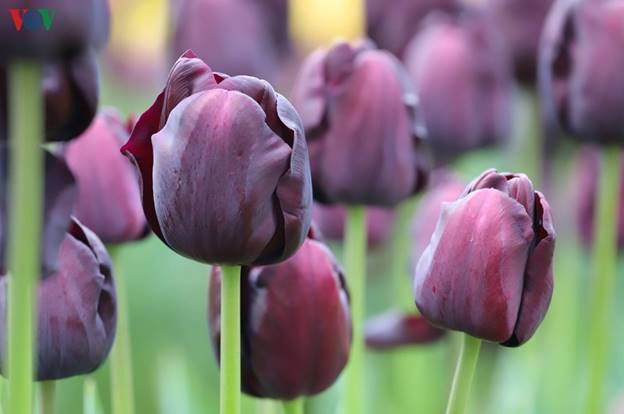 Ông Hercules Stamatakis cho biết, vì thành phố Adelaide thuộc bang Nam Australia không có lễ hội dành riêng cho hoa tulip nên ông cùng vợ đã bay sang thành phố Melbourne để được tận mắt ngắm vườn hoa đẹp này.