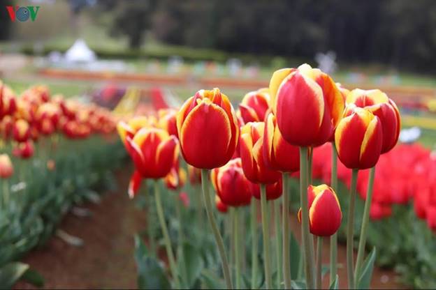 Lễ hội hoa tulip Tesselar được bắt đầu cách đây 66 năm do đôi vợ chồng người Hà Lan nhập cư là Cees và Johanna Tesselar gây dựng nên.
