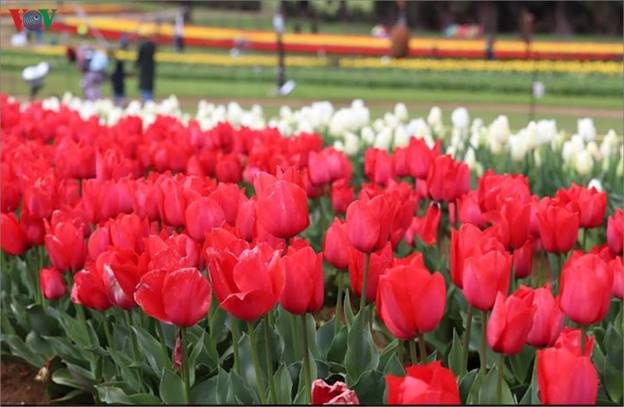 Ban đầu, vợ chồng Tesselar trồng hoa tulip để cung cấp cho người dân trong vùng song do vườn hoa ngày càng đẹp nên thu hút nhiều người dừng chân bên ngoài để ngắm.