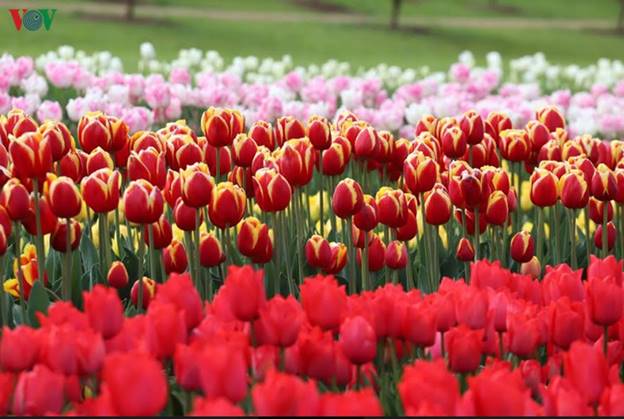 Từ đó đến nay, 3 thế hệ nhà Tesselar đã tiếp quản và phát triển để trở thành một trong những lễ hội hoa tulip lớn nhất và lâu đời nhất tại Australia.