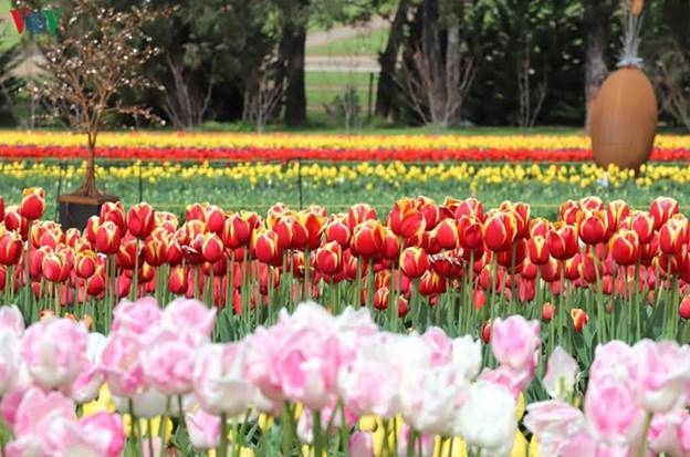 Anh John Tesselar, chủ vườn hoa tulip Tesselar chia sẻ: “Khi mà bạn nhìn thấy những bông hoa với nhiều màu sắc như ngày hôm nay thì bạn không khỏi bị chúng quyến rũ