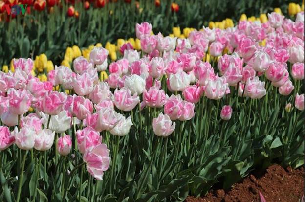 Trên một diện tích rộng khoảng rộng hơn 2 ha, du khách được chiêm ngưỡng khoảng 900.000 bông hoa tulip với 120 loại khác nhau về nhiều màu sắc.