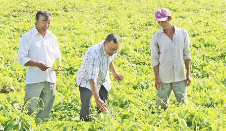 Tham gia tổ hội nghề nghiệp trồng khoai mỡ an toàn sinh học, anh Quý (bìa phải) được hỗ trợ nguồn vốn từ quỹ hỗ trợ nông dân để phát triển sản xuất.