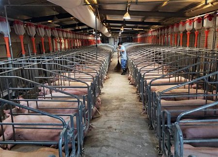 Lợn được nuôi tại trang trại ở tỉnh Hà Nam, Trung Quốc. Ảnh: AFP/ TTXVN