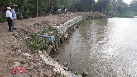 Nhiều đoạn bờ sông Tiền thuộc 2 xã Tân Hòa và Tân Hội (TP Vĩnh Long) bị sạt lở nghiêm trọng.