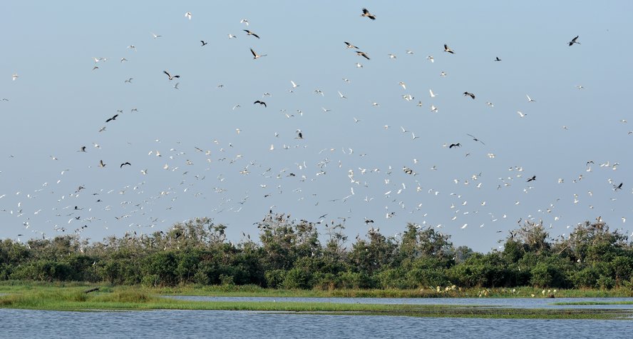 Khu bảo tồn đất ngập nước Láng Sen có hơn 140 loài chim, với khoảng 20.000 cá thể chim nước trú ngụ, như: sếu đầu đỏ, diệc lửa, diệc xám, giang sen, cò trắng chân xanh…