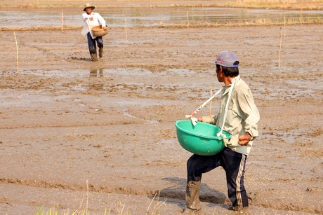 Lúa Đông Xuân: đầu vụ lo dư nước, cuối vụ lại lo thiếu nước.