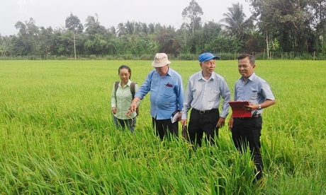 Ông Phạm Chánh Trực (thứ 2, bên phải) tham quan cánh đồng trồng lúa hữu cơ tại Ấp 9 (xã Mỹ Lộc- Tam Bình).