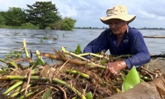 Nghề chất mô bắt lươn đồng mùa nước nổi được nhiều hộ dân huyện cù lao Tân Phú, tỉnh An Gian lựa chọn mưu sinh.