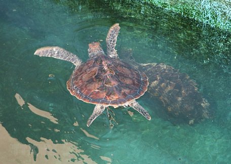 Khu vực cứu hộ, bảo tồn rùa biển tại Vườn quốc gia Núi Chúa. (Ảnh: Nguyễn Thành/TTXVN)