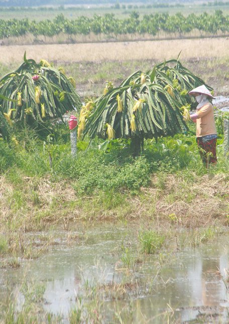 Cây thanh long ở Bình Tân hiện chỉ trên 10ha, nhưng góp phần đa dạng hóa cây trồng.