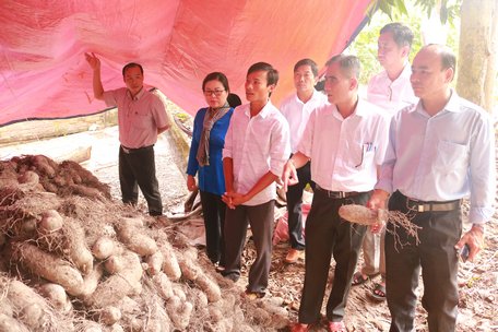 Đoàn khảo sát của Tỉnh ủy thăm vựa khoai mỡ khoảng 70 tấn được trữ tạm thời của gia đình anh Nguyễn Thành Vinh.