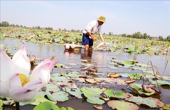 Người dân huyện Tân Phước, Tiền Giang thu hoạch ngó sen. 