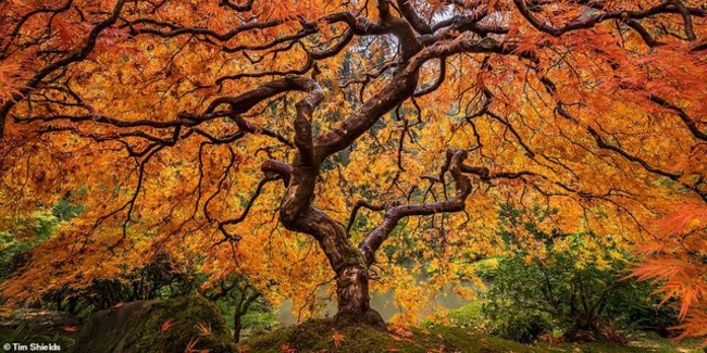 Nhiếp ảnh gia người Canada - Tim Shields gửi dự thi bức ảnh ghi lại cảnh sắc mùa thu.