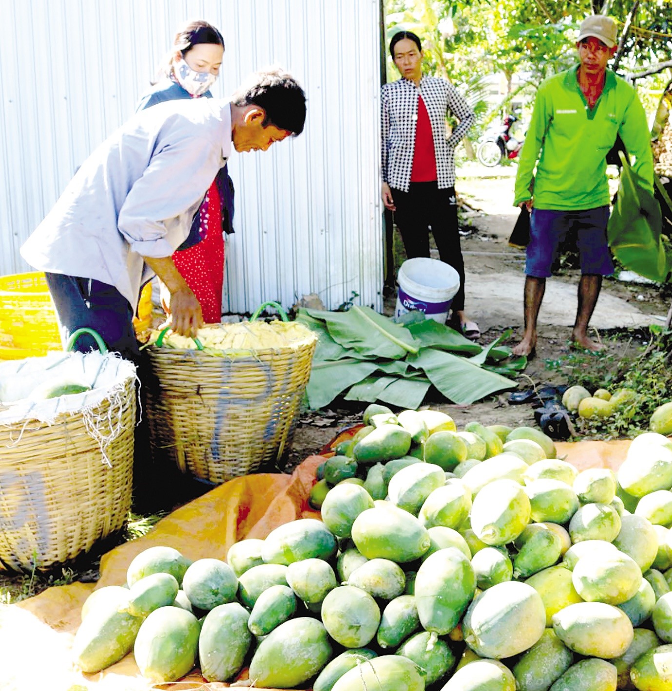 Thu hoạch đu đủ tại một hộ dân ở xã Nhơn Nghĩa, huyện Phong Điền, TP Cần Thơ.