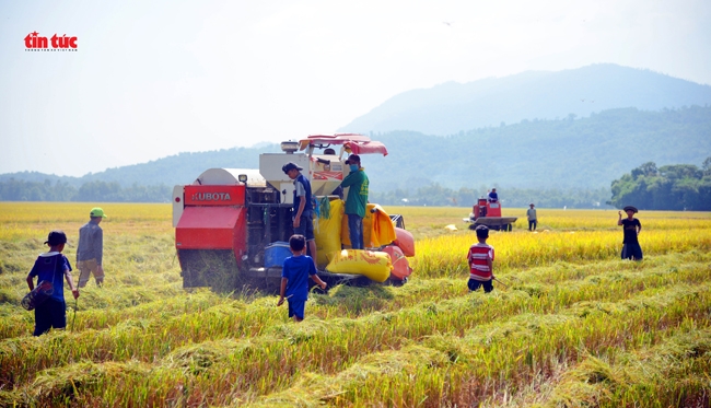 Nhiều nơi trên cánh đồng lúa ở huyện Tri Tôn đã bắt đầu thu hoạch. Bước vào mùa gặt cũng chính là thời điểm nhiều người dân bắt đầu đi săn chuột đồng.